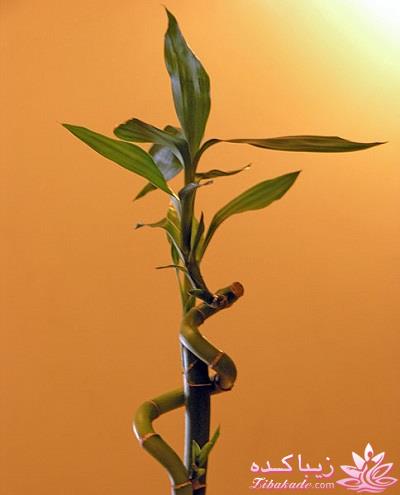 گیاهان آپارتمانی 